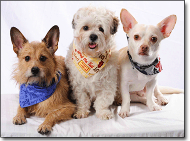 small dog bandanas